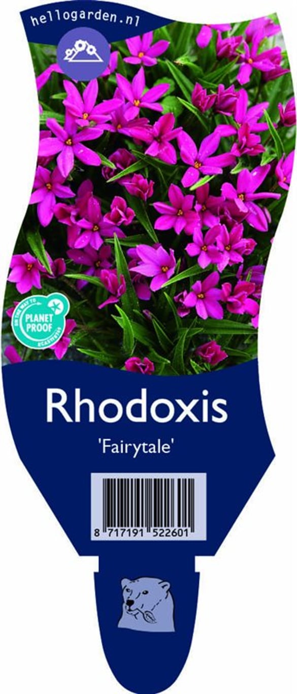 Rhodoxis Fairytale - P11